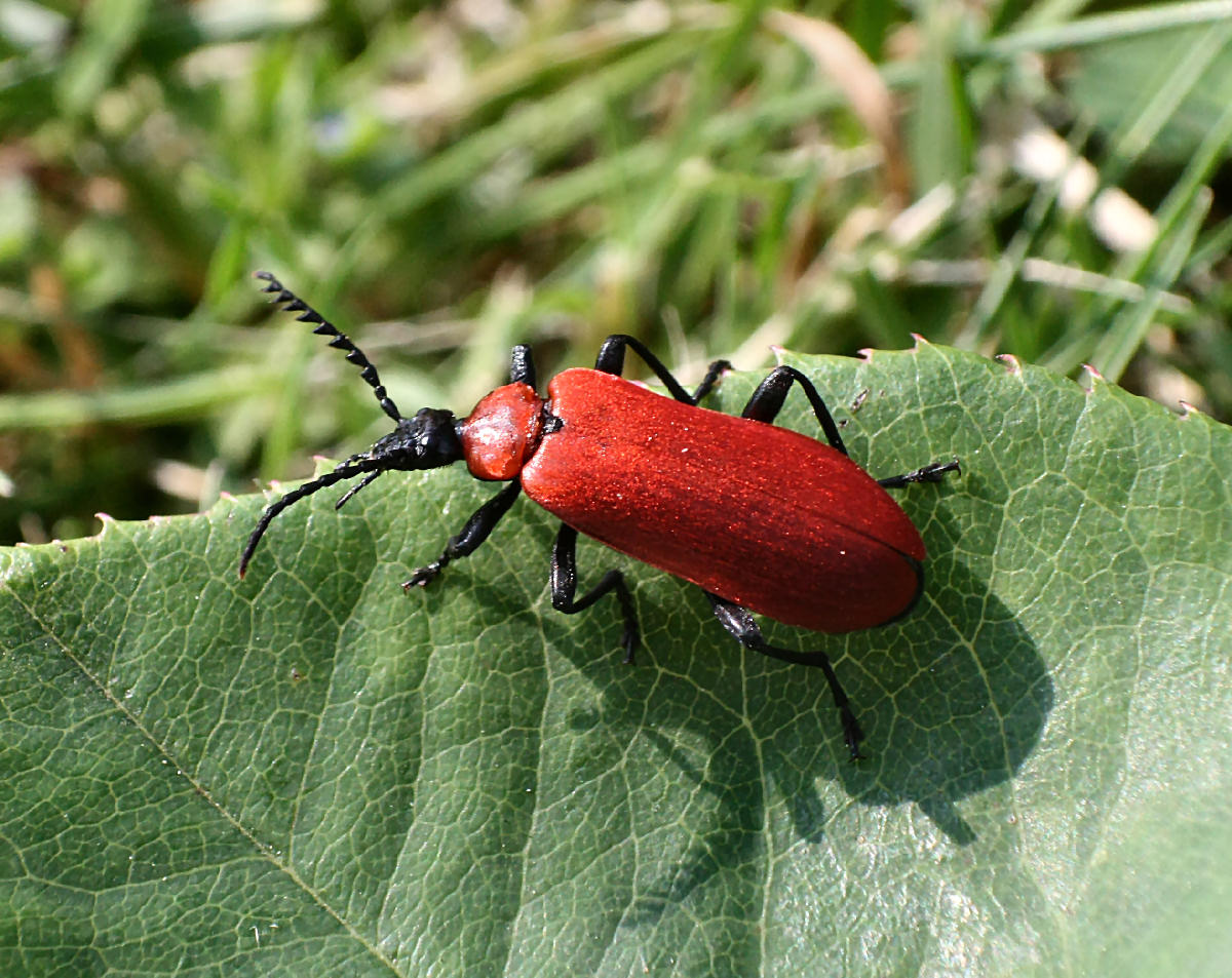 Pyrochroa coccinea